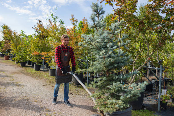 Best Tree Maintenance Programs  in Springdale, SC